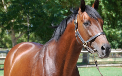 Boland Stud bred Order impresses on debut