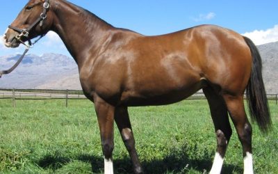 Weekend double for Boland Stud