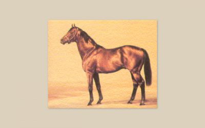 Craftsman – a true sprinting star