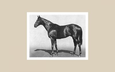 Welcome Boy – a true Boland Stud Star!