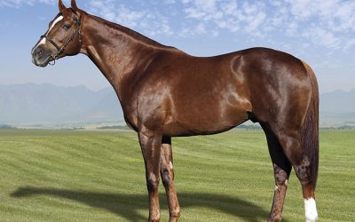 Judpot colt to star in Boland draft