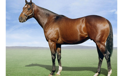Boland Stud’s shooting star