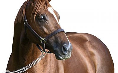 Singapore star’s half-brother a must-see!