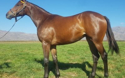 Exciting update for Boland’s Var filly