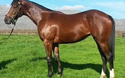 Mambo In Seattle filly bred to be Special!