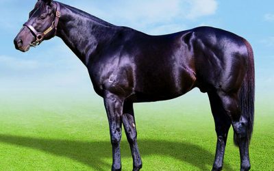 Classically bred Seventh Rock a must-see at KZN Sale