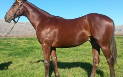 Master Of My Fate colt’s July connections