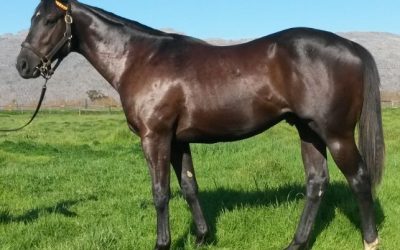 Star families combine in classically bred yearling