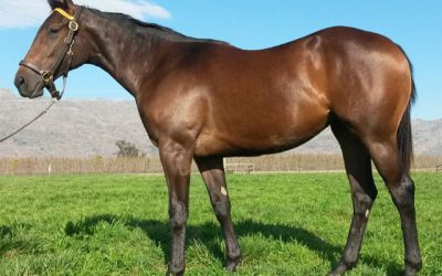 Duke Of Marmalade filly bred for the classics
