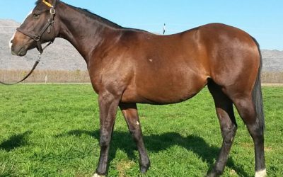 What A Winter to make a splash at KZN Sale