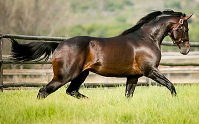 Potala Palace colt one for the ages!