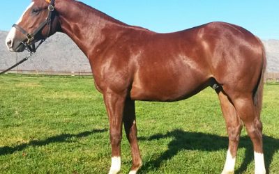 What A Winter colt bred for stardom!