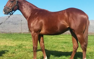 Pathfork colt’s champion connections