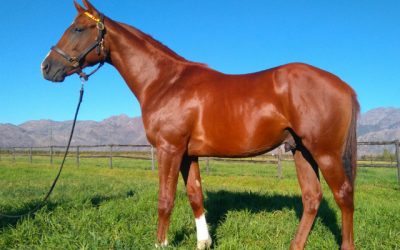 Red hot Var’s son a sure hit!