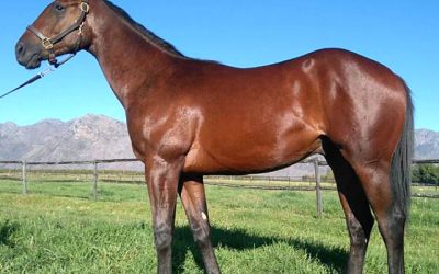 Capetown Noir – A sire of the future!