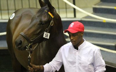 Proven and Promising Sires highlight Boland Draft