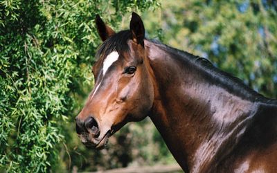 Boland Stud’s Captain Al filly a stand out!