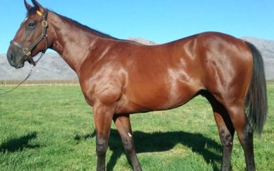 Classically bred Wylie Hall colt looks smart!