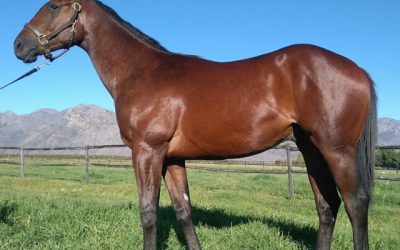 Boland Stud’s classically bred colt a must-see