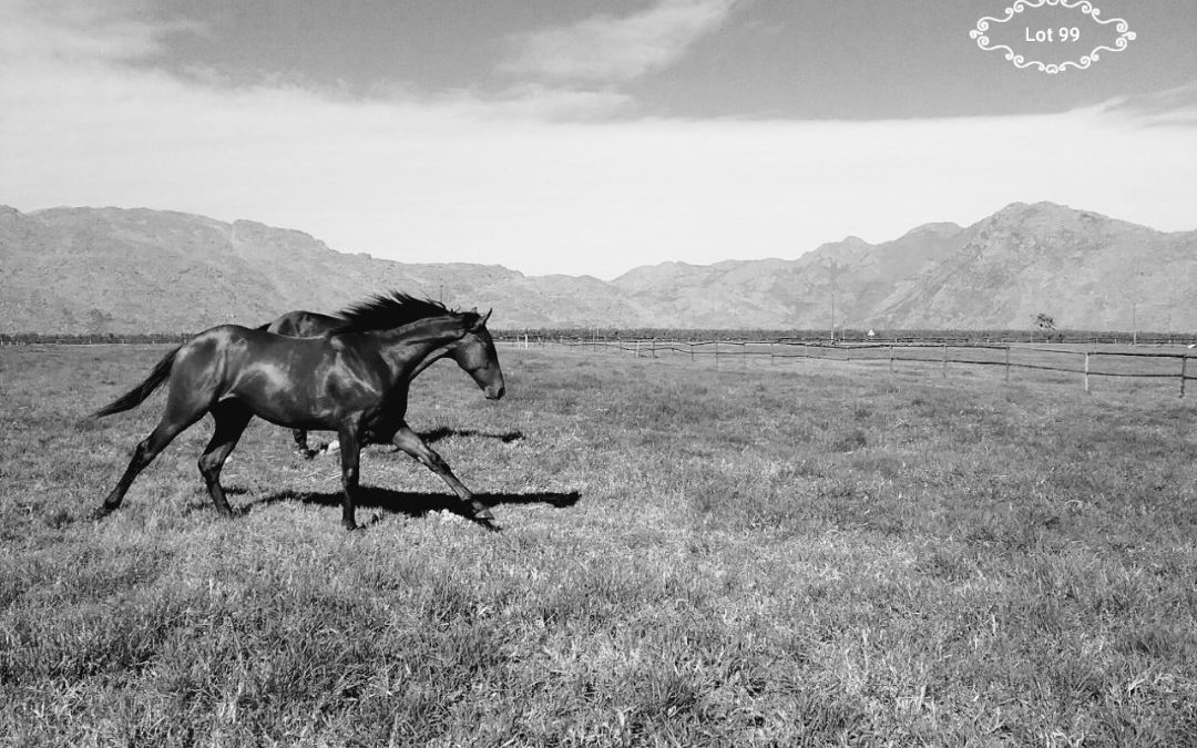 National Yearling Sale 2018