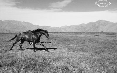 National Yearling Sale 2018