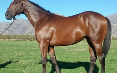 Regally bred colt one for the notebook