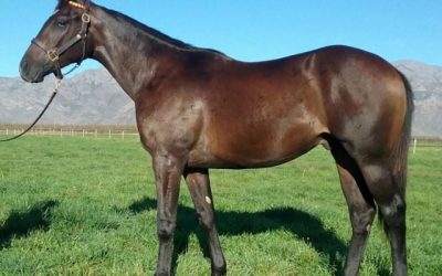 Champion relatives make Var colt a standout!