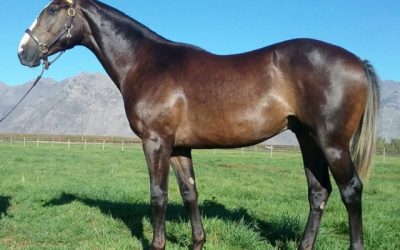 Boland Stud’s “Masterful colt” a National Sale standout