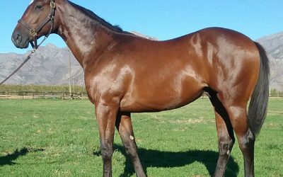 Boland Stud – National Yearling Sale Draft