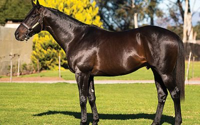 Boland Stud – KZN Yearling Sale 2018