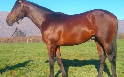 Jackson colt one for the short-list!