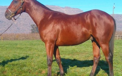 Dads Roots – A colt for the classics!