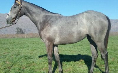 Duke Of Marmalade to conquer South Africa