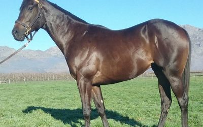 Boland Stud’s Potala Palace colt one to watch!