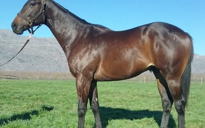 A colt by a Gr.1 sire from an outstanding family is a must see at the KZN Sale