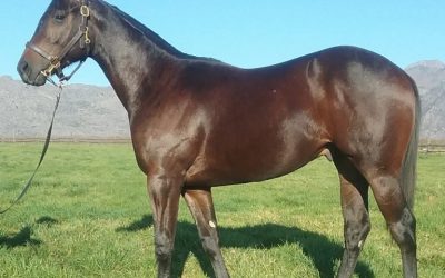 Vercingetorix – A sire of the future