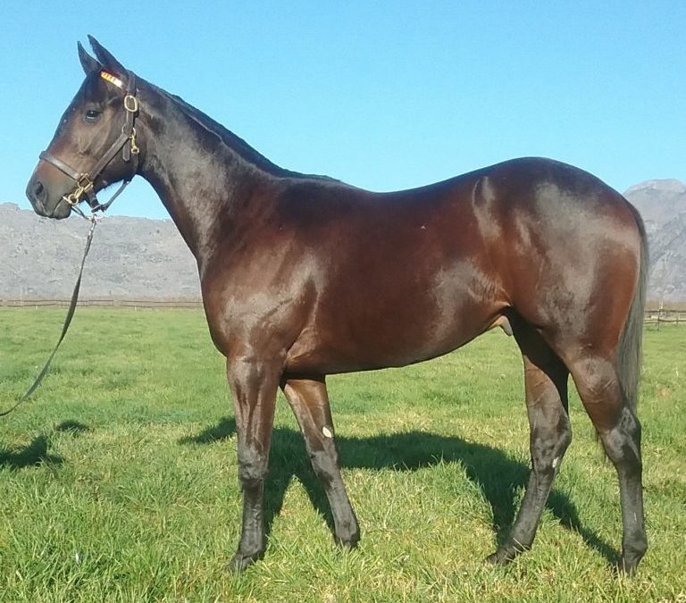 Vercingetorix – A sire of the future