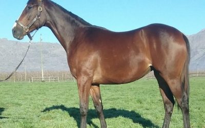 Well bred filly another exciting prospect for champion sprinter