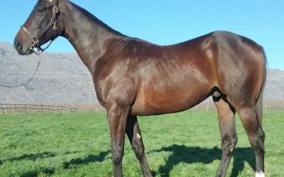 Wylie Hall – A sire of the future