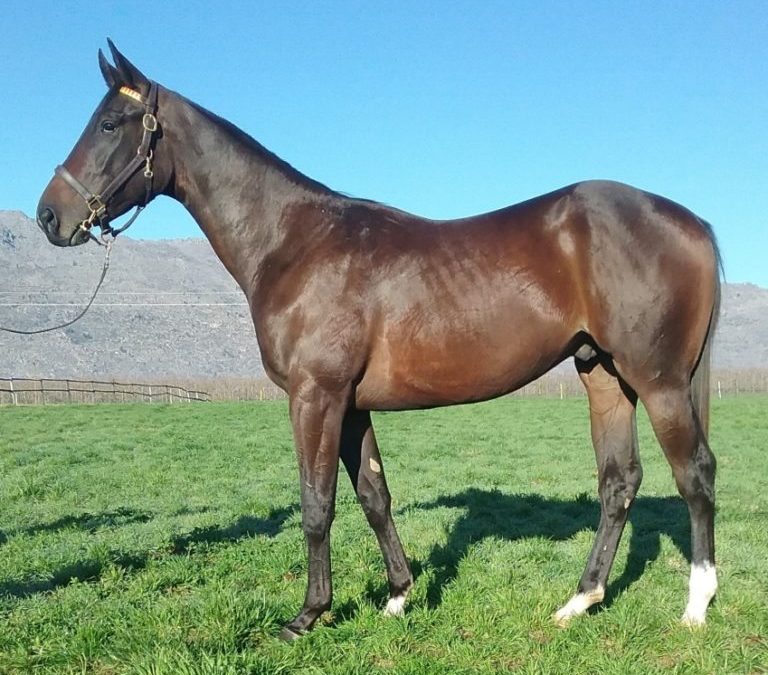 Wylie Hall – A sire of the future