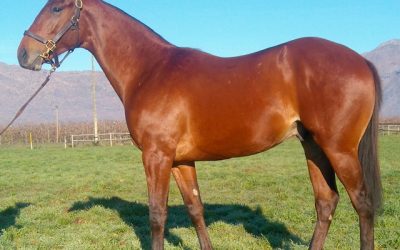 Var bred to be a star!