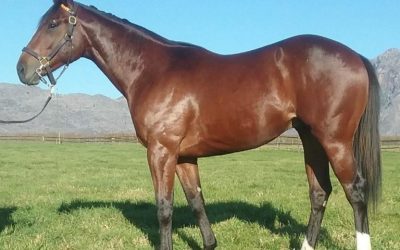 Boland Stud offer an “Enchanting” colt at KZN Sale