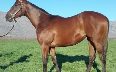 Boland Stud’s Captain Al filly a stand out!