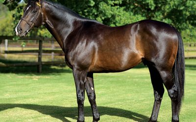 Invincible Spirit, Kodiac relative a standout at Premier Sale