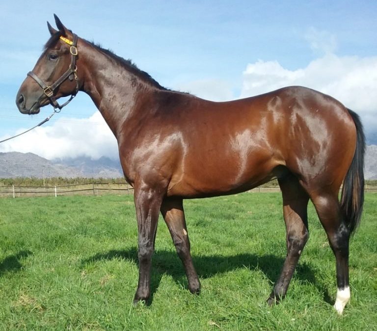 Querari colt –a must see!