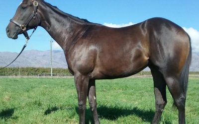 Noble Secret relative to impress at National Sale