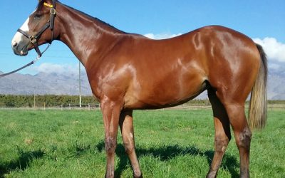 Master Of My Fate filly is a top prospect