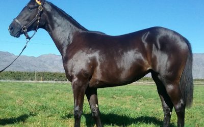 Blue blooded Gimmethegreenlight filly to shine at National Sale