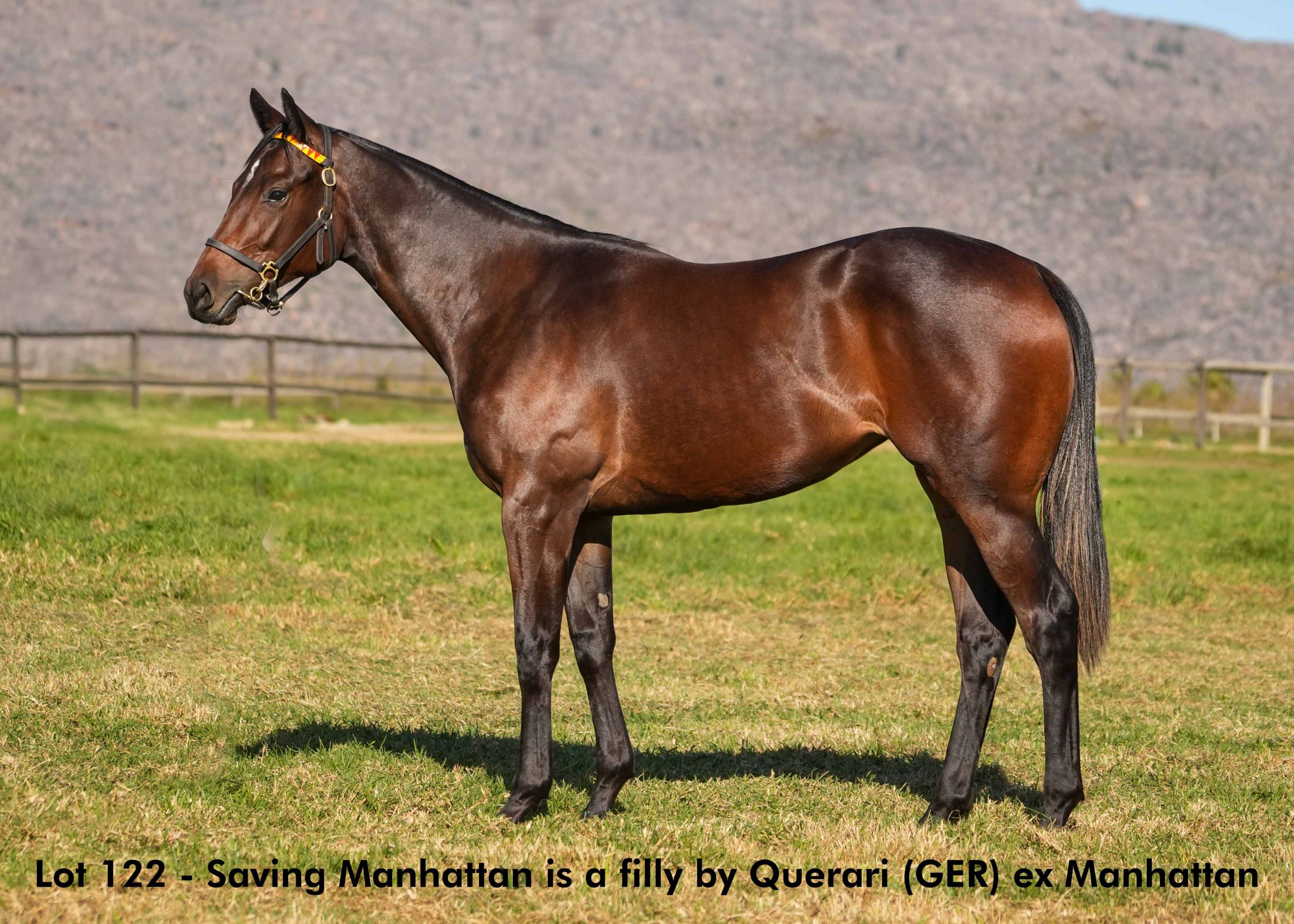 boland-stud-sales-2025-june-lot122 Lot 122 - June 2025