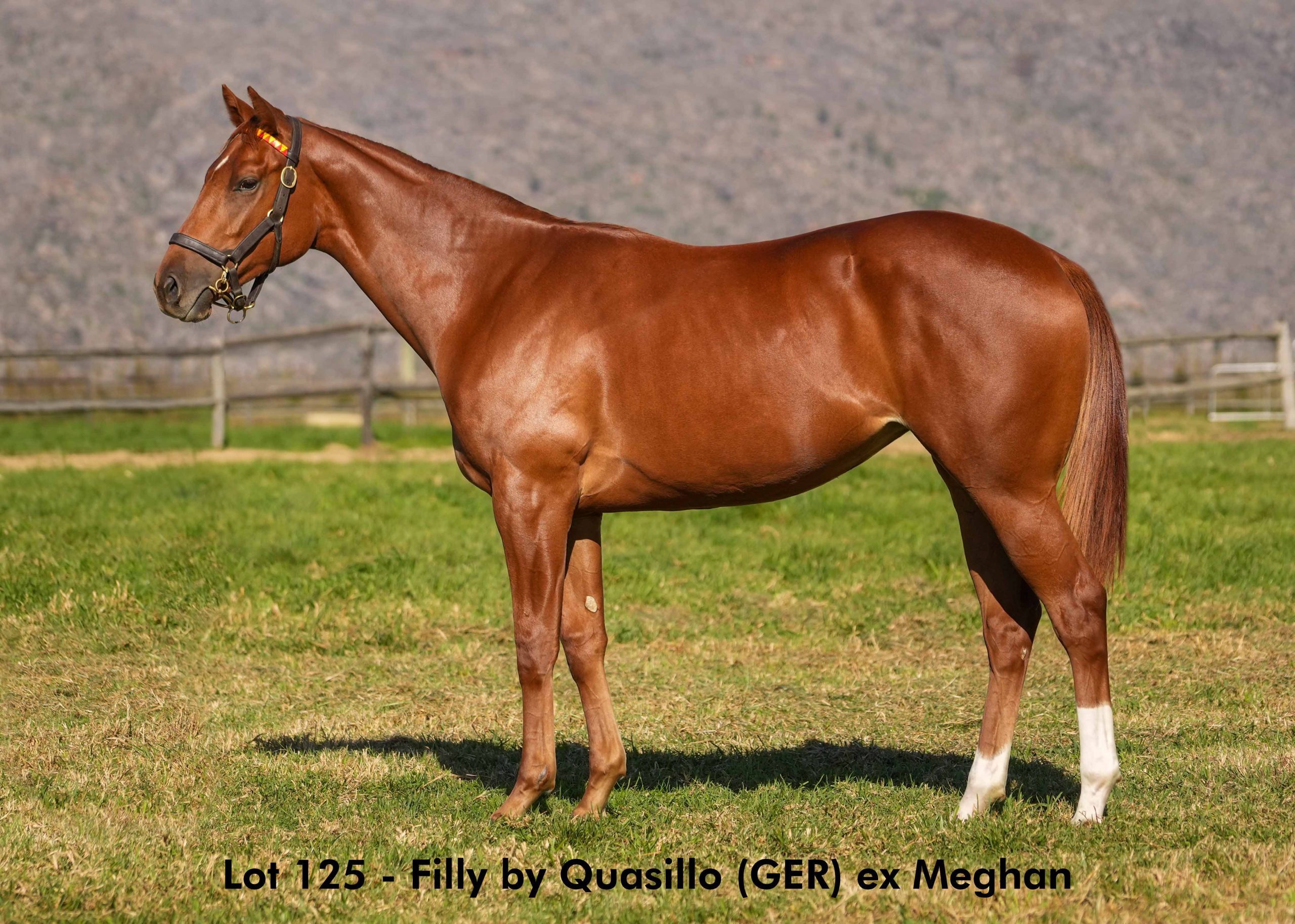 boland-stud-sales-2025-june-lot125 Lot 125 - June 2025